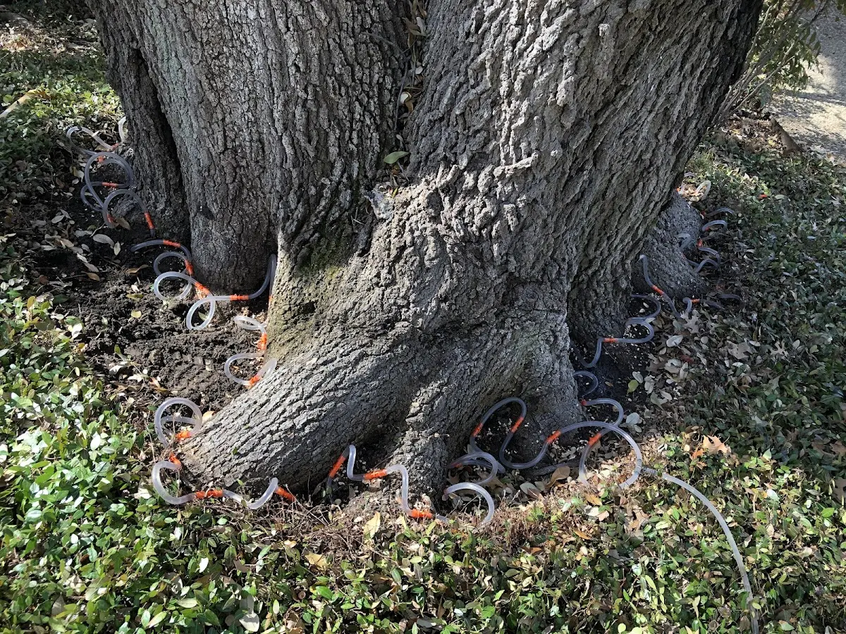 Detailed Tree Cabling and Bracing job site in Bandera