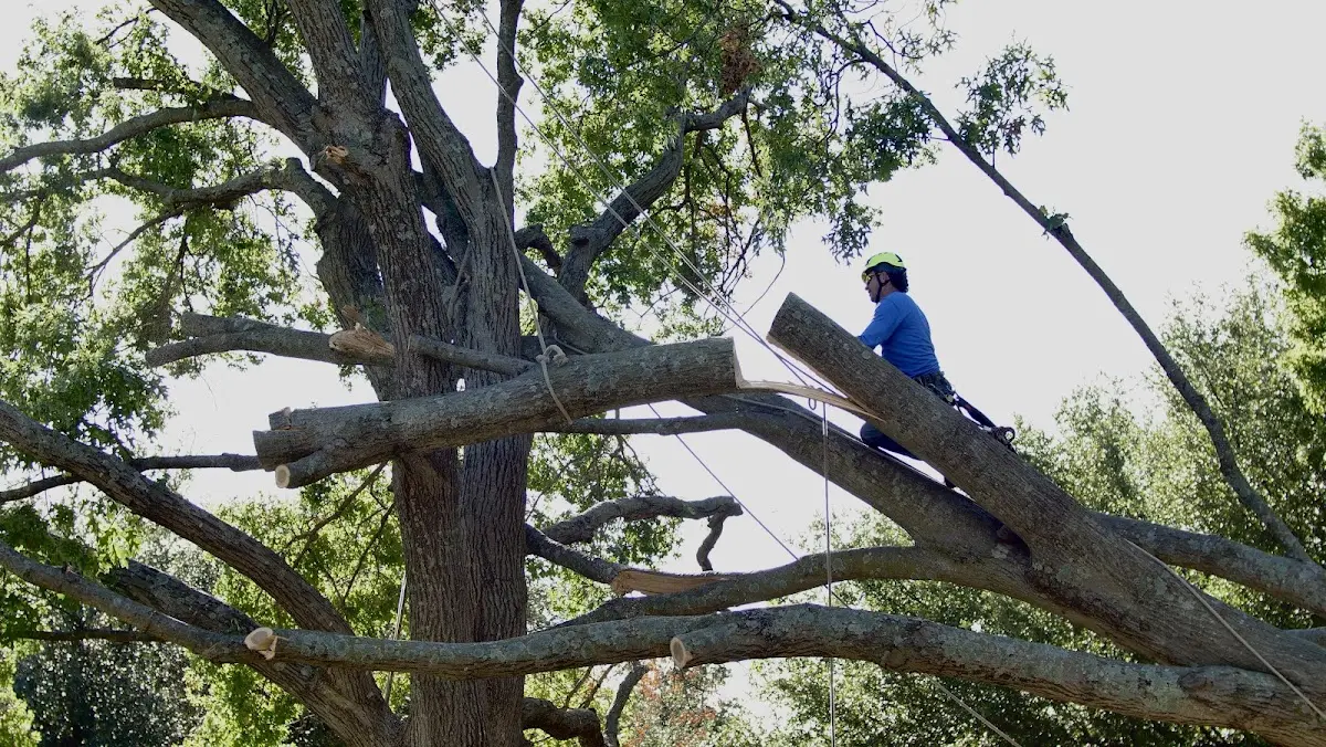 Professional Crown Thinning performed by certified arborists in Bandera