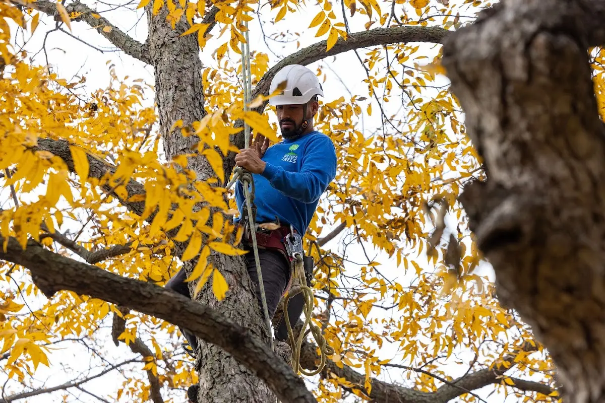 Skilled Tree Planting crew working in Bandera