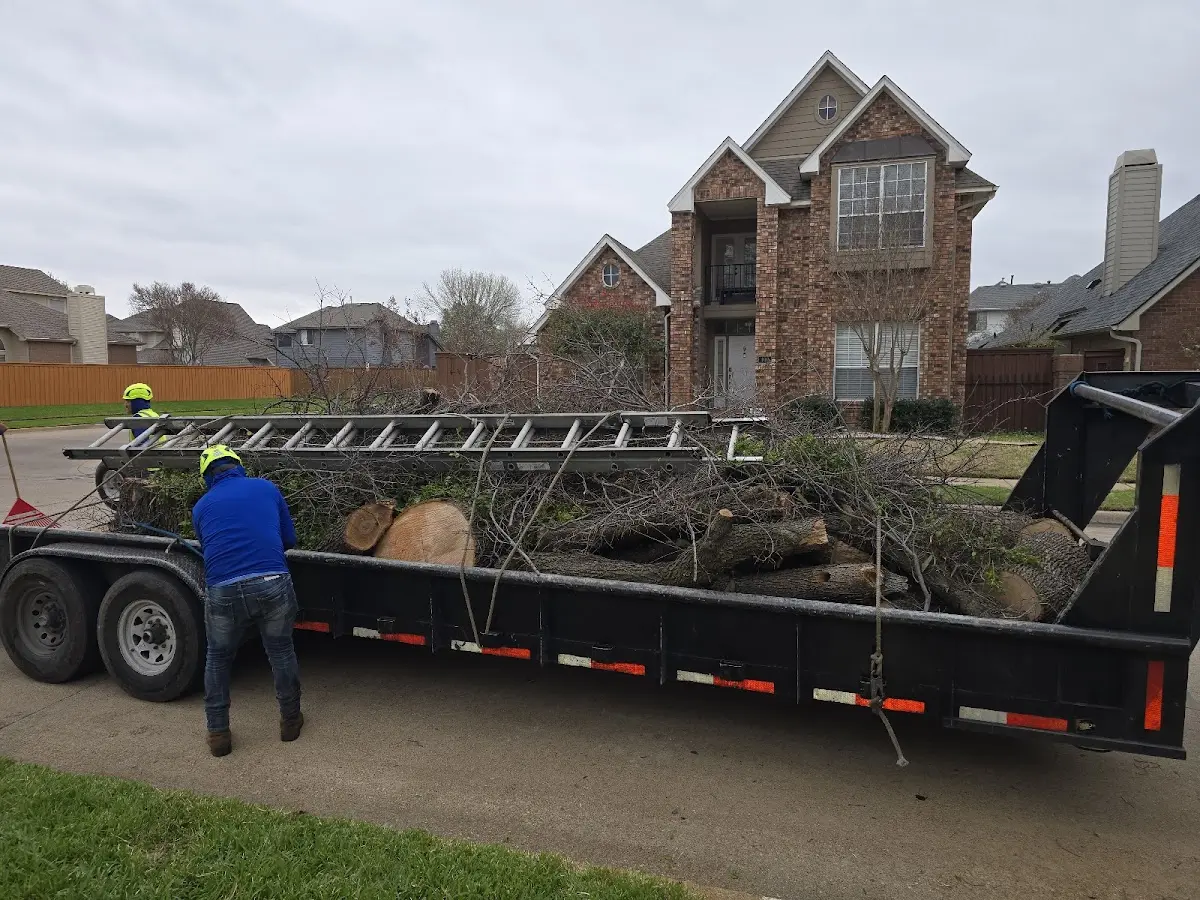 Expert Tree Pest Control with proper safety equipment in Bandera